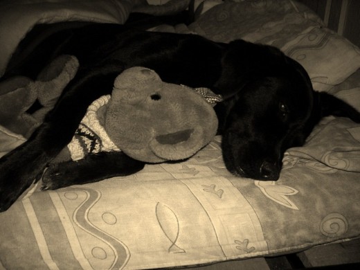 le encanta dormir a la orilla de mi cama